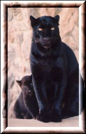 Click here to go to the Cyberwitch's Panther Totem Page